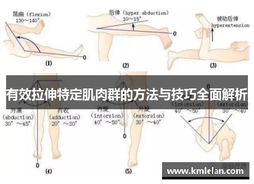 有效拉伸特定肌肉群的方法与技巧全面解析